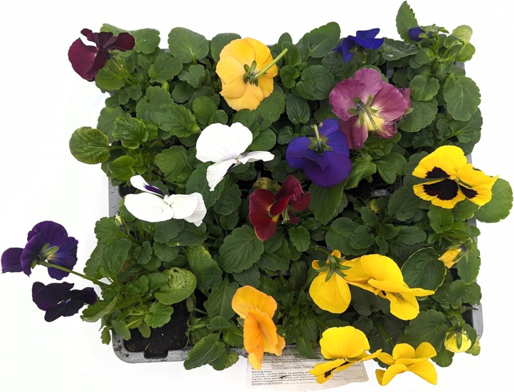 20 Pack Pansies | 20 Plants | Mixed Colours - Yorkshire Grown