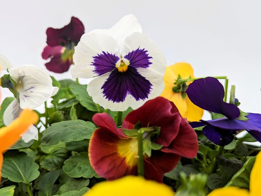 20 Pack Pansies | 20 Plants | Mixed Colours - Yorkshire Grown