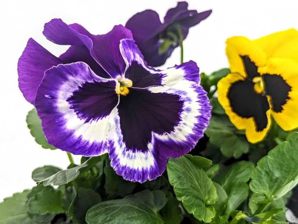 20 Pack Pansies | 20 Plants | Mixed Colours - Yorkshire Grown