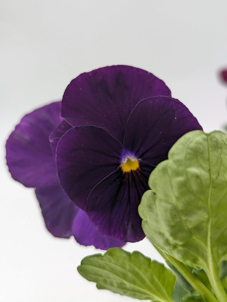 20 Pack Pansies | 20 Plants | Mixed Colours - Yorkshire Grown