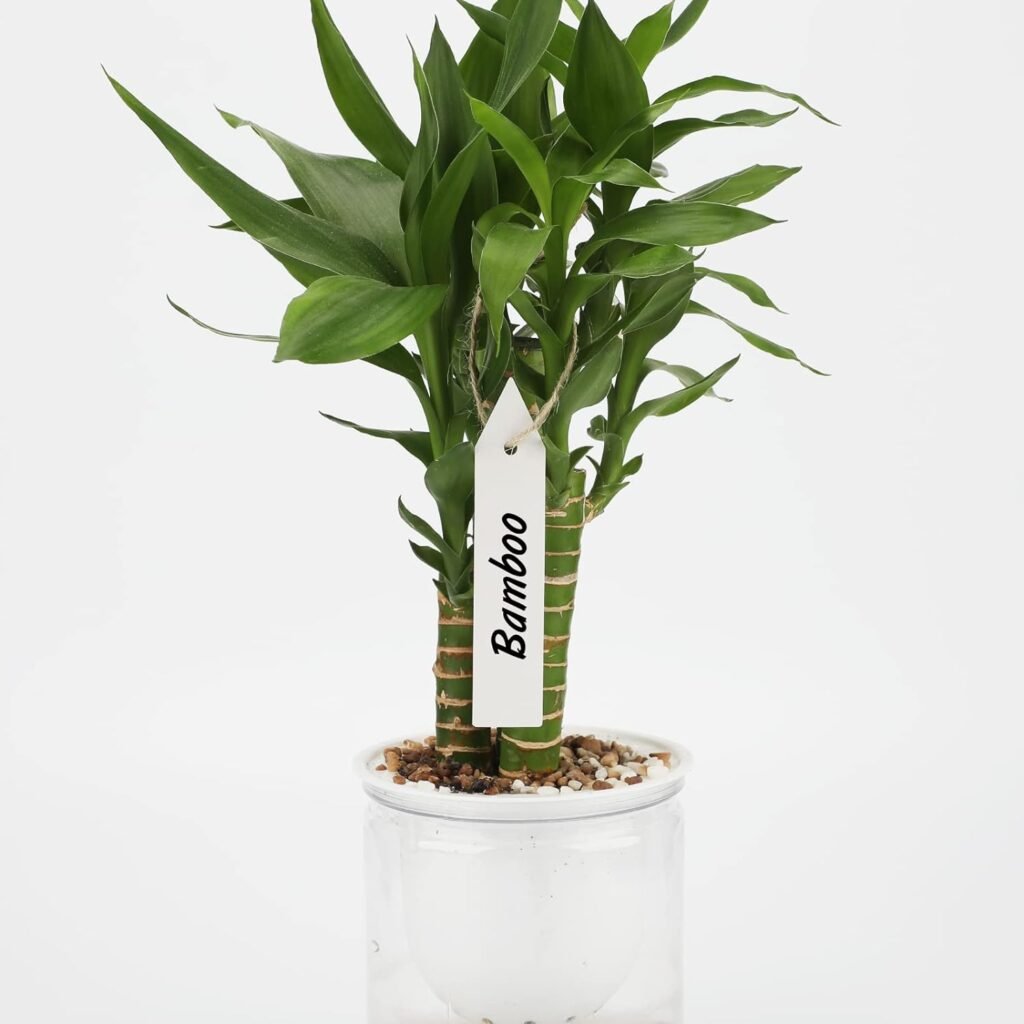 KINGLAKE 100Pcs Plant Labels White Garden Labels Tags Plastic Plant Markers for Herb Seedling Vegetables
