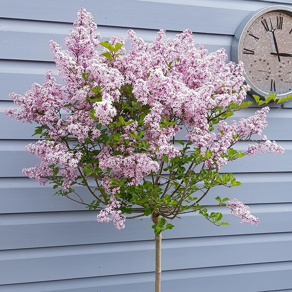 Pair of Standard Lilac Tree Syringa Palibin 80-100cm Tall in a 3.5L Pot