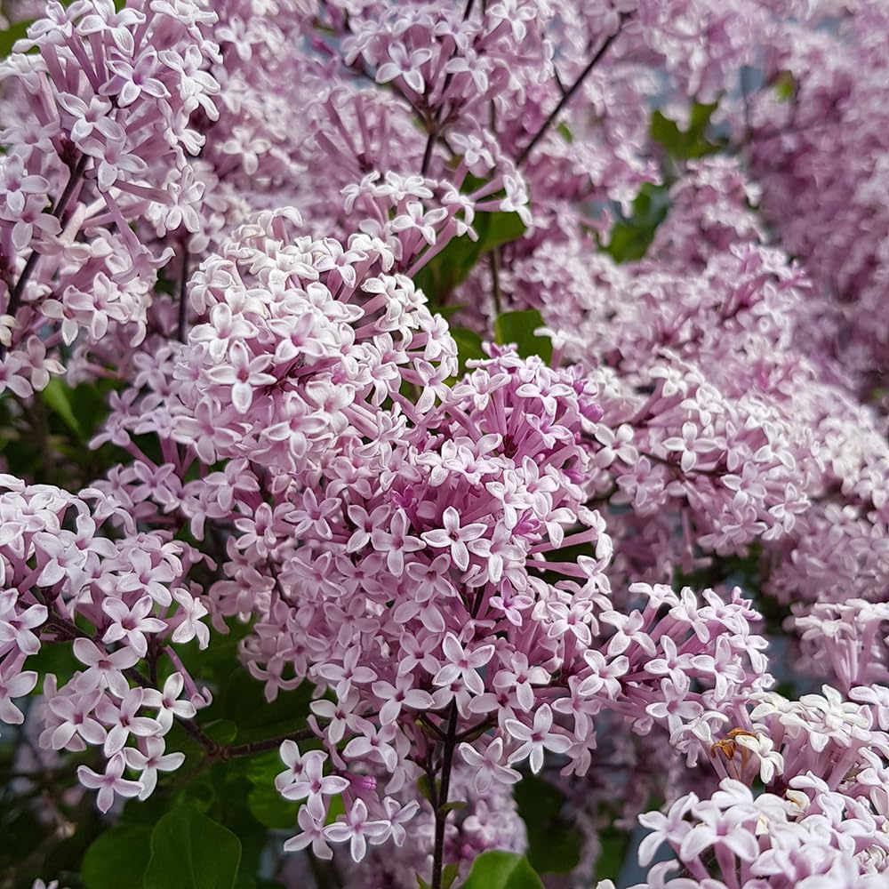 Pair of Standard Lilac Tree Syringa Palibin 80-100cm Tall in a 3.5L Pot