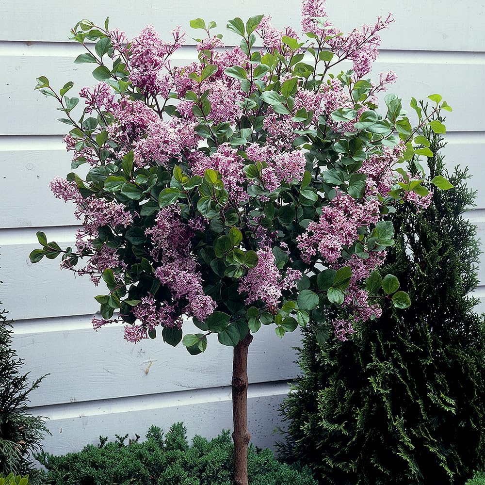 Pair of Standard Lilac Tree Syringa Palibin 80-100cm Tall in a 3.5L Pot