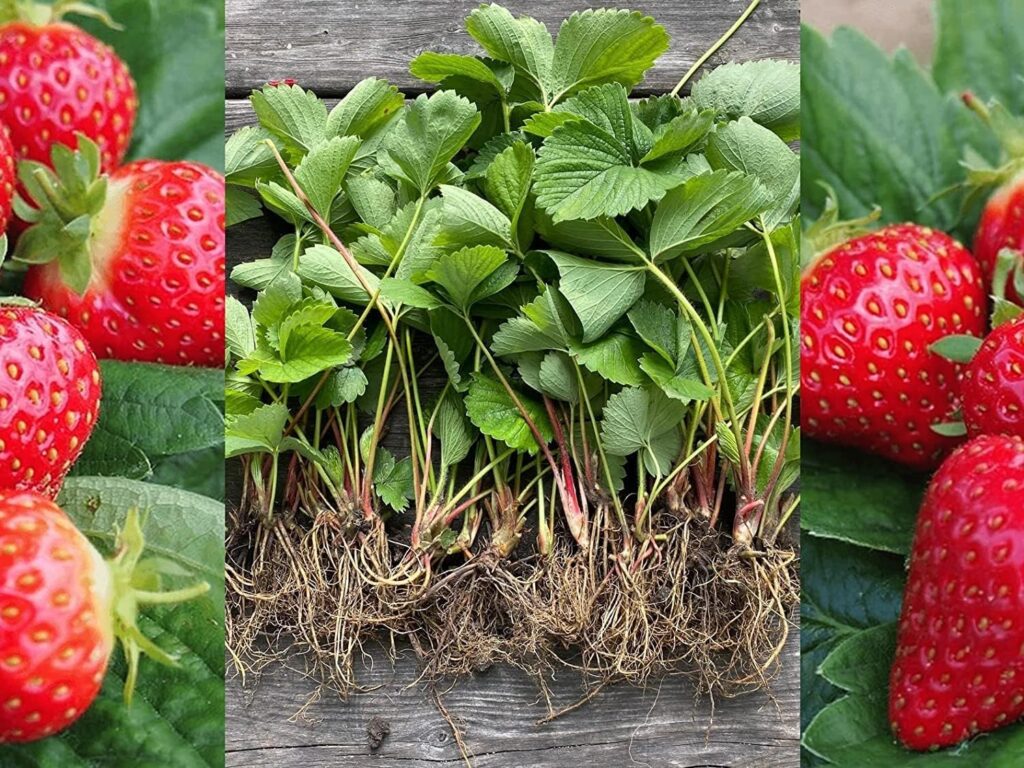 12 x Strawberry Cambridge Favourite Bare Root Plants - Grow Your Own Strawberries - Bare Root Strawberry Runners - Fruit Plant (Regular Packaging (Contain Plastic))