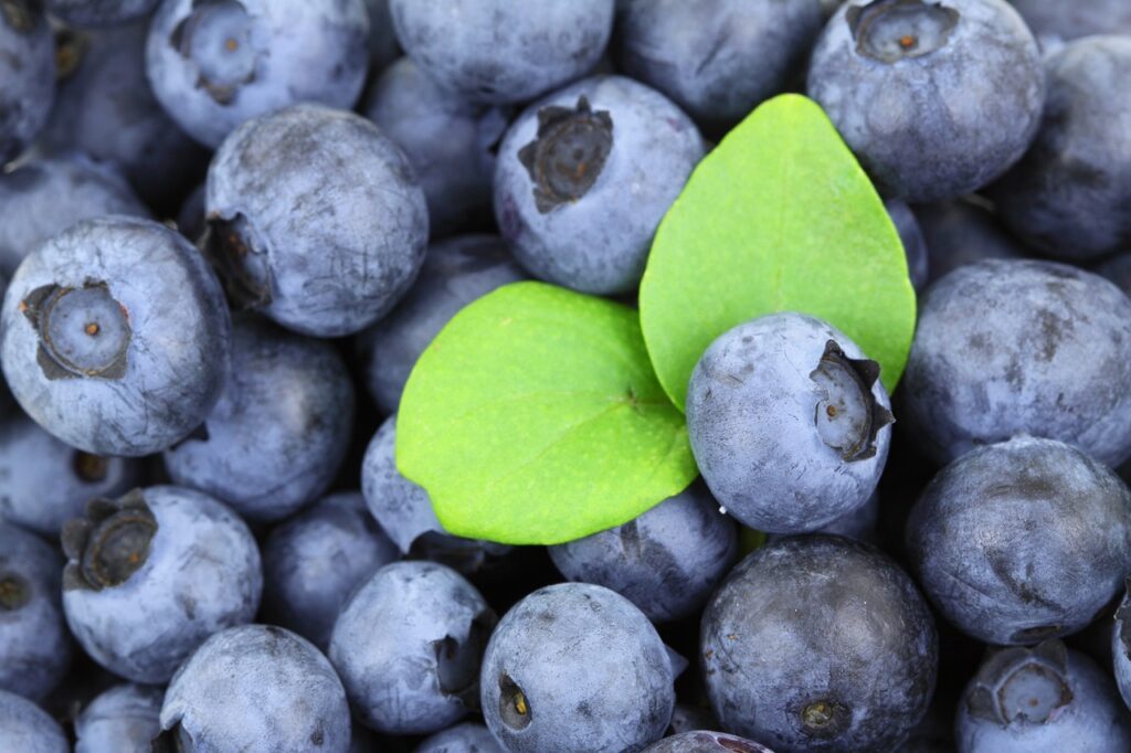 2 x Blueberry Bush Chandler Plants in 9cm Pots - Reliable and Heavy Cropping - Vaccinium Plants