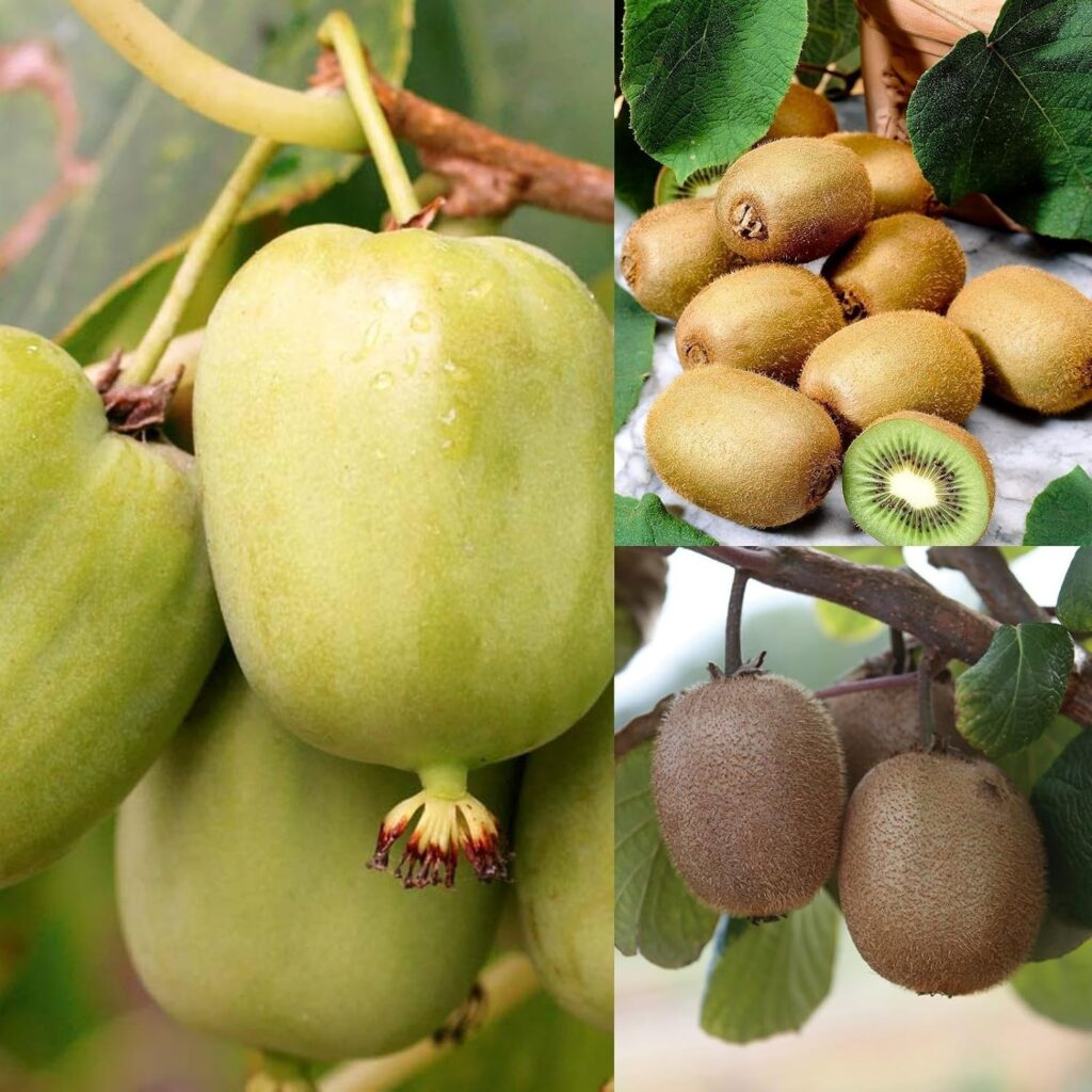 Actinidia Jenny - Self Fertile Kiwifruit Bush in A 9cm Pot - High Yielding Kiwi Plant