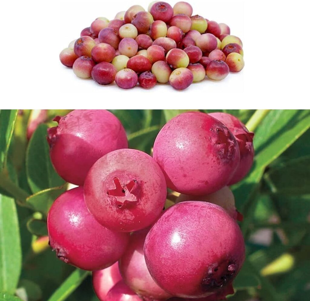 Blueberry Bush Pink Lemonade Plant in 9cm Pots - Reliable and Heavy Cropping - Vaccinium Plants (Regular Packaging)