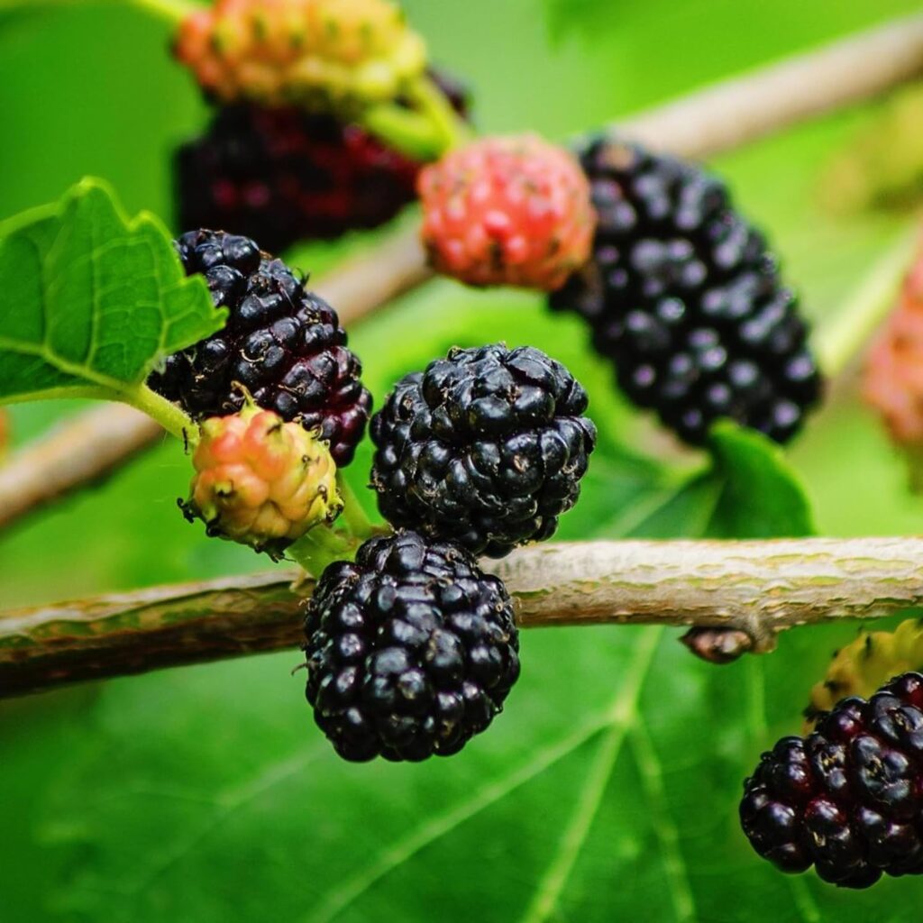 Carbeth Plants - Mulberry Mojo Berry in 9cm Pot - Dwarf Fruit Plant - Morus rotundiloba - Compact Bushy Habit (1)