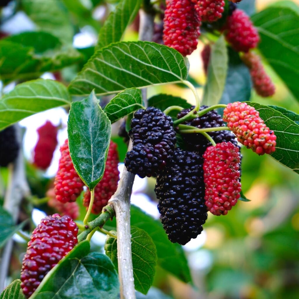 Carbeth Plants - Mulberry Mojo Berry in 9cm Pot - Dwarf Fruit Plant - Morus rotundiloba - Compact Bushy Habit (1)