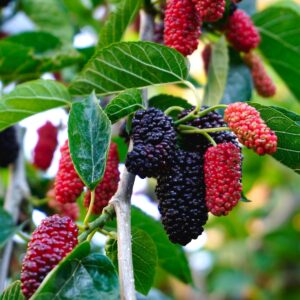 Carbeth Plants Mulberry Mojo Berry