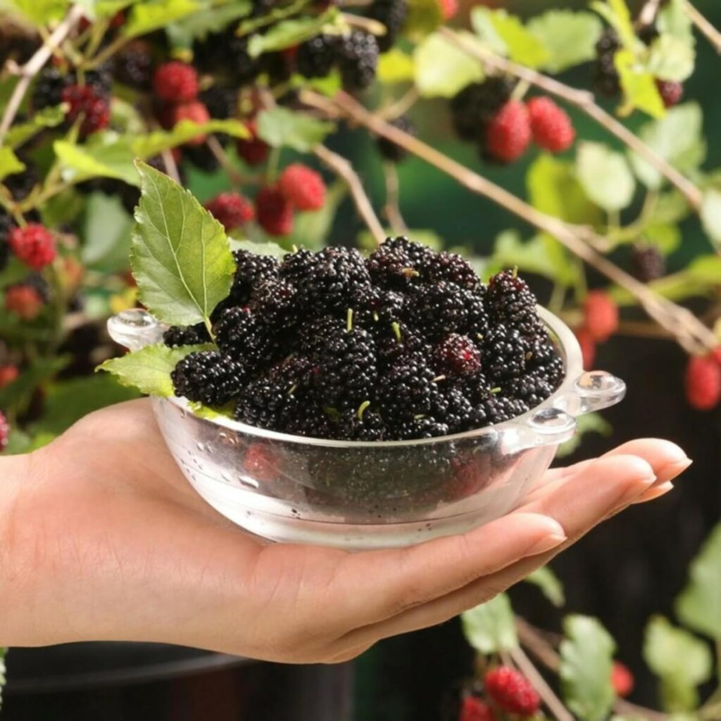 Carbeth Plants - Mulberry Mojo Berry in 9cm Pot - Dwarf Fruit Plant - Morus rotundiloba - Compact Bushy Habit (1)