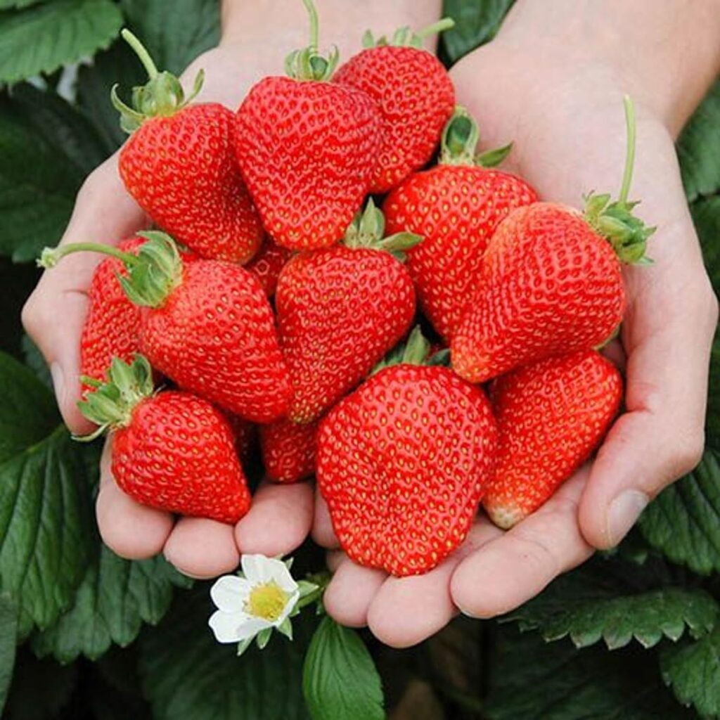 Carbeth Plants - Strawberry Cambridge Favourite Fruit Plants - Hardy Garden Bushes in 9cm Pots - Grow Your Own (3)