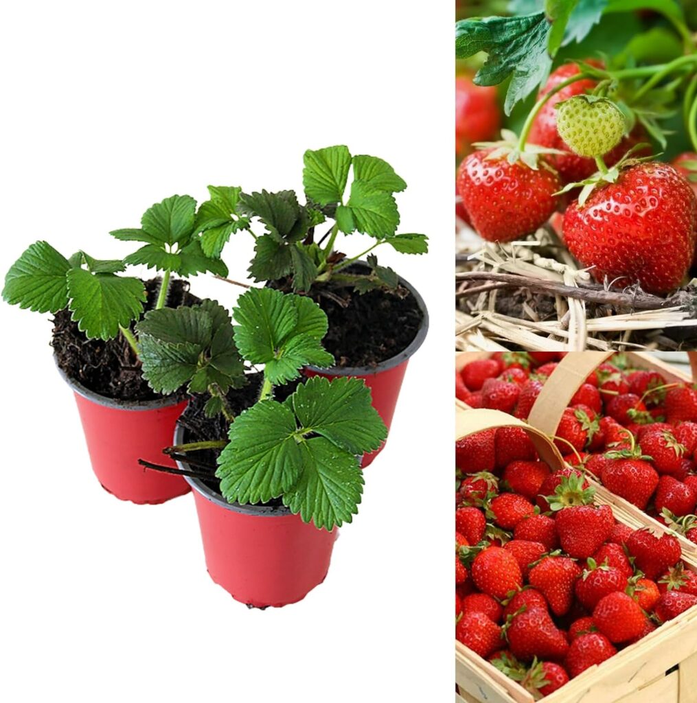 Carbeth Plants - Strawberry Cambridge Favourite Fruit Plants - Hardy Garden Bushes in 9cm Pots - Grow Your Own (3)