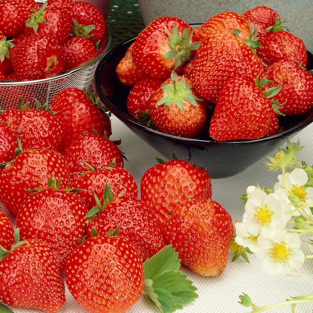 Carbeth Plants - Strawberry Cambridge Favourite Fruit Plants - Hardy Garden Bushes in 9cm Pots - Grow Your Own (3)