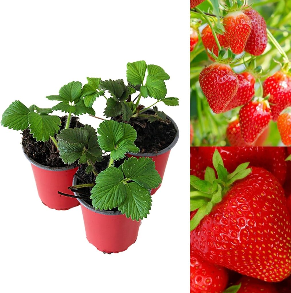 Carbeth Plants - Strawberry Hapil Fruit Plants - Hardy Garden Bushes in 9cm Pots - Grow Your Own (3)