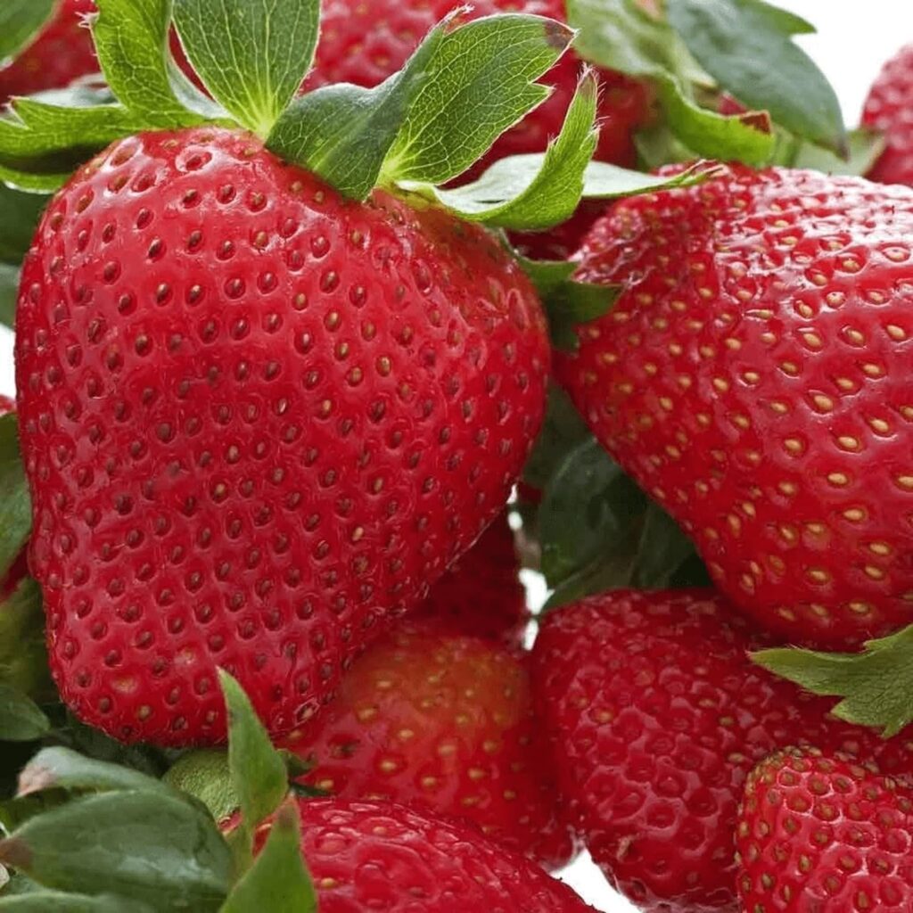 Carbeth Plants - Strawberry Hapil Fruit Plants - Hardy Garden Bushes in 9cm Pots - Grow Your Own (3)