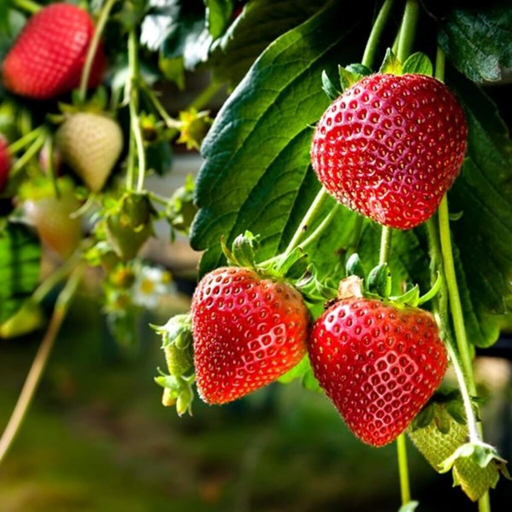 Carbeth Plants - Strawberry Hapil Fruit Plants - Hardy Garden Bushes in 9cm Pots - Grow Your Own (3)