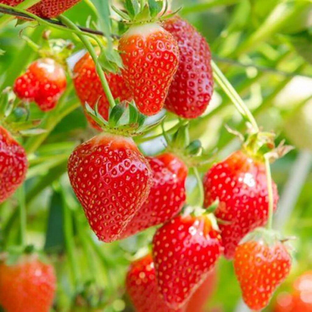 Carbeth Plants - Strawberry Hapil Fruit Plants - Hardy Garden Bushes in 9cm Pots - Grow Your Own (3)