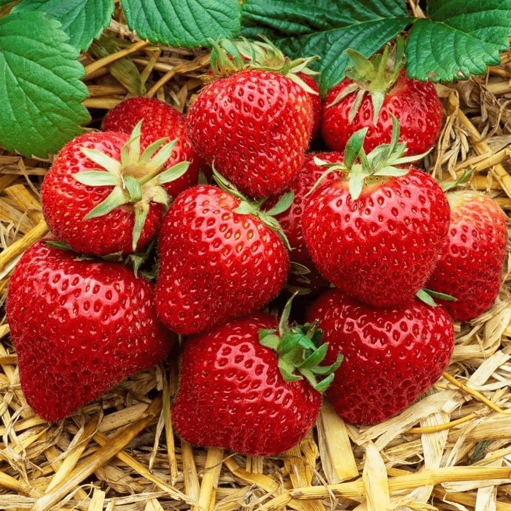 Carbeth Plants - Strawberry Honeoye Fruit Plants - Hardy Garden Bushes in 9cm Pots - Grow Your Own (3)