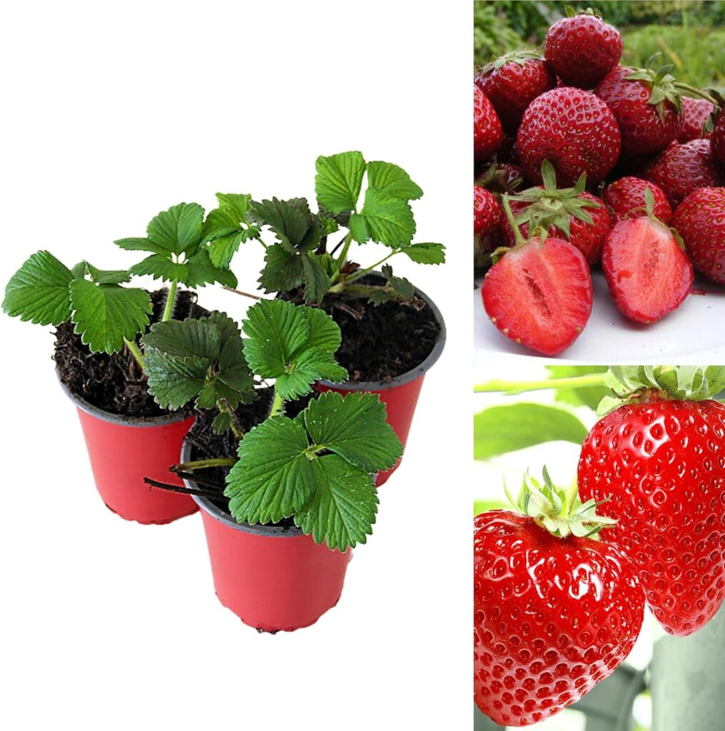 Carbeth Plants - Strawberry Honeoye Fruit Plants - Hardy Garden Bushes in 9cm Pots - Grow Your Own (3)