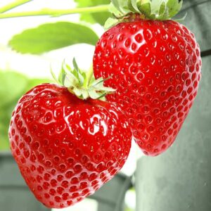 Strawberry Honeoye Fruit Plants