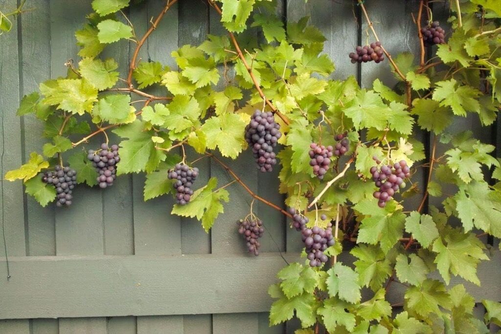 Grape Vitis Plant Pinkdose Rare Boskoop Glory - Ready to Plant in 9cm Pot - for UK Climates Grape Vine (Regular Packaging)