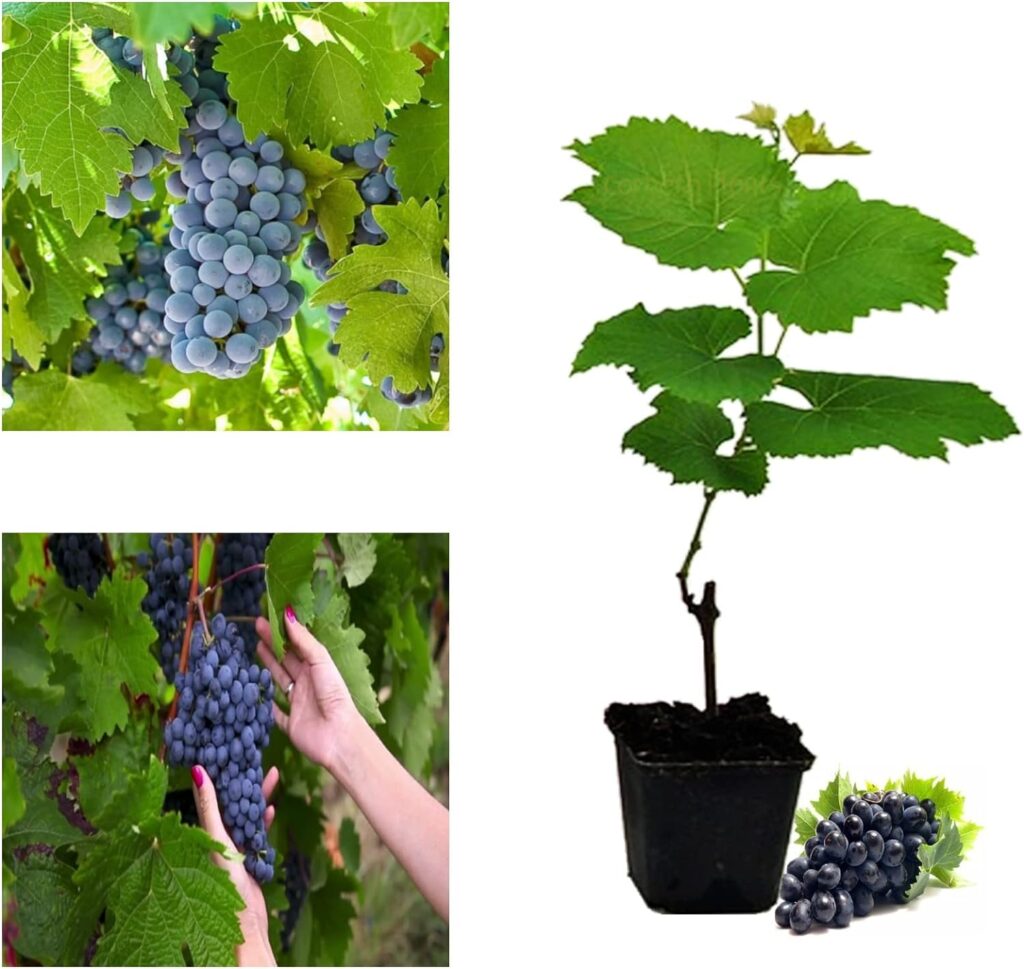 Grape Vitis Plant Pinkdose Rare Boskoop Glory - Ready to Plant in 9cm Pot - for UK Climates Grape Vine (Regular Packaging)