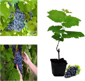 Grape Vitis Plant Pinkdose