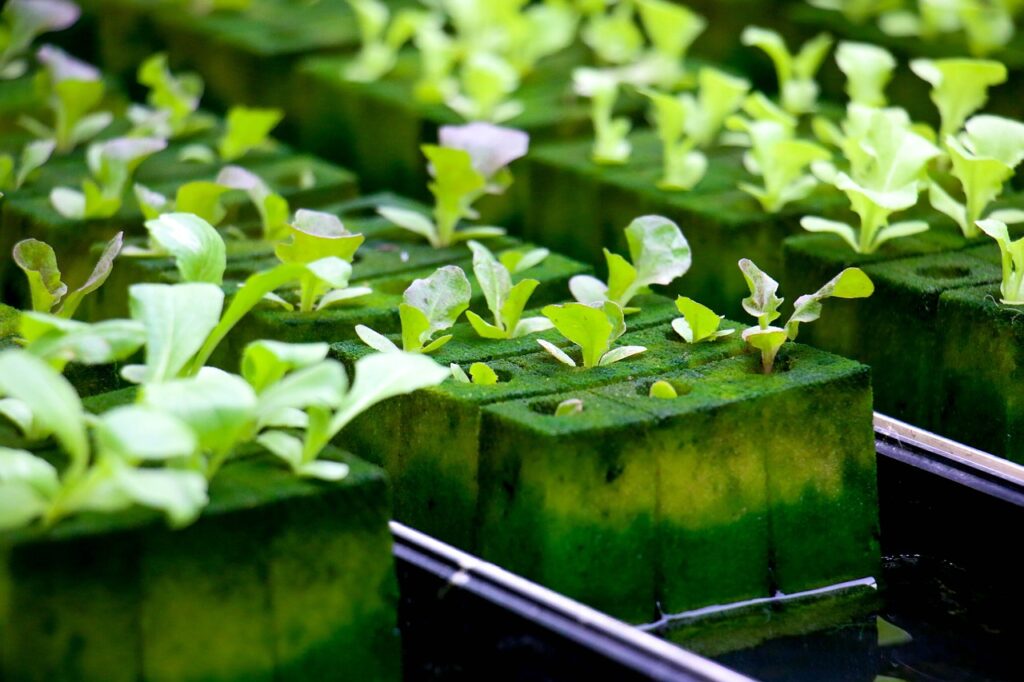 Hydroponics and Greenhouse Gardening: 3-in-1 Gardening Book to Grow Vegetables, Herbs, and Fruit All-Year-Round Paperback – 14 Nov. 2019