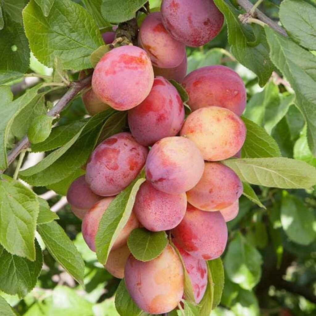 Plum Tree - Sweet Orange Plum - Patio Fruit Tree 2-4ft in 5 Litre Pot - High Yielding (1 Plants)