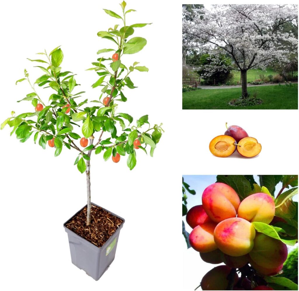 Plum Tree - Sweet Orange Plum - Patio Fruit Tree 2-4ft in 5 Litre Pot - High Yielding (1 Plants)