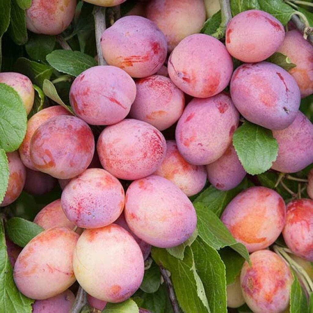 Plum Tree - Sweet Orange Plum - Patio Fruit Tree 2-4ft in 5 Litre Pot - High Yielding (1 Plants)