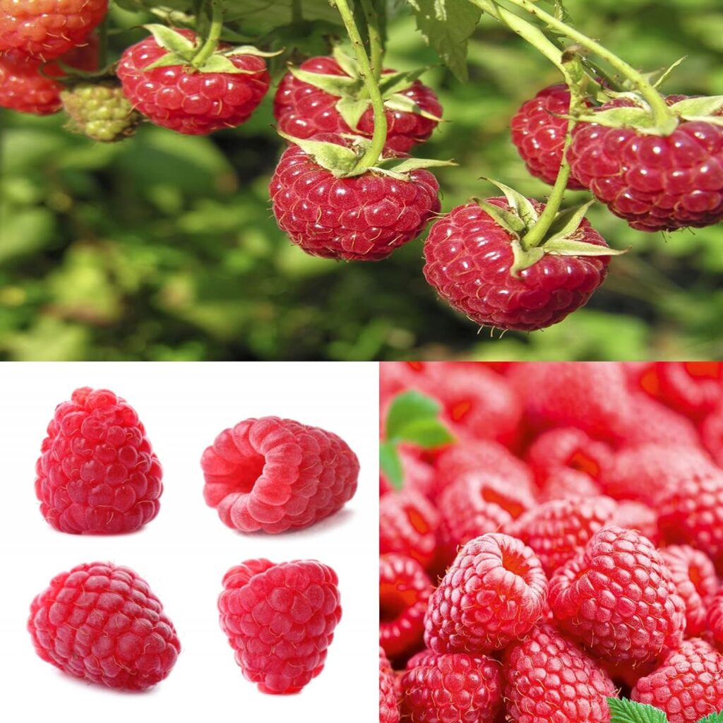 Raspberry Tulameen Bare Root Cane - Grow Your Own Raspberries in The UK - Bare Root Raspberry Runner - Fruit Plant