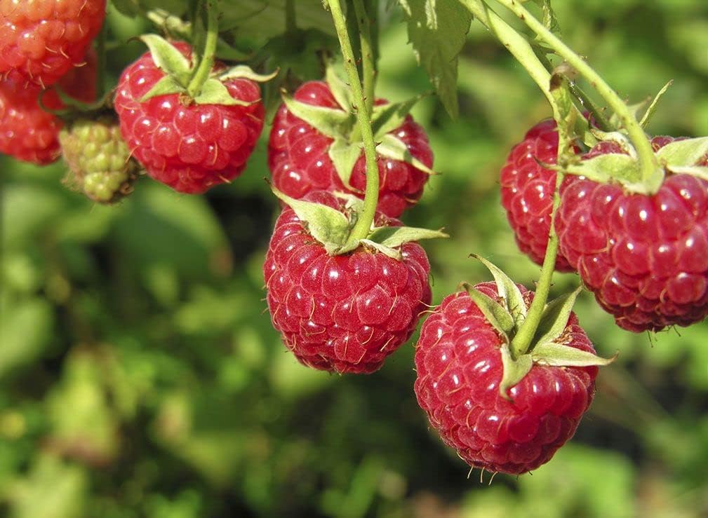 Raspberry Tulameen Bare Root Cane - Grow Your Own Raspberries in The UK - Bare Root Raspberry Runner - Fruit Plant