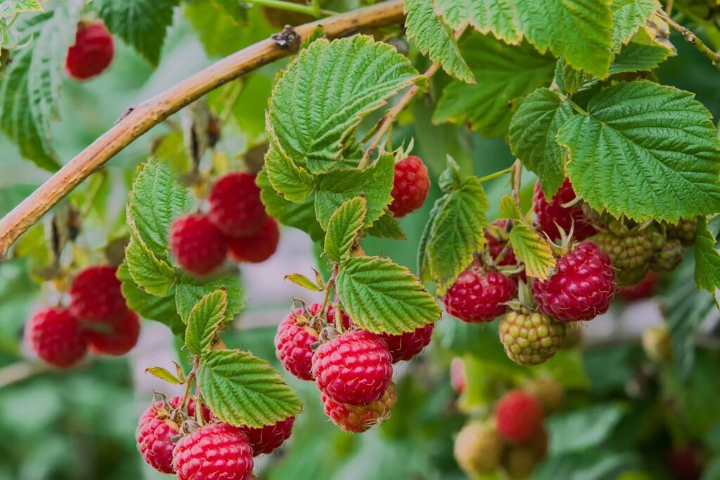 Raspberry Tulameen Bare Root Cane - Grow Your Own Raspberries in The UK - Bare Root Raspberry Runner - Fruit Plant