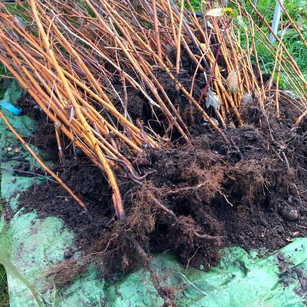 Raspberry Tulameen Bare Root Cane - Grow Your Own Raspberries in The UK - Bare Root Raspberry Runner - Fruit Plant