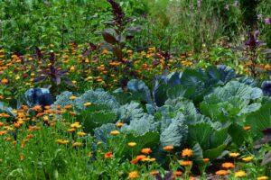 Companion Planting Guide